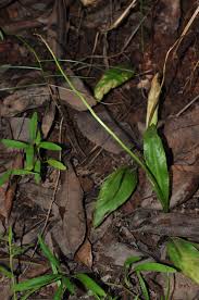 Image result for Ophioglossum costatum