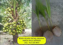 Kelapa matag disyorkan ditanam kerana dapat memberikan pulangan tinggi. Kelapa Mataq Tanaman Industri Lumayan Masa Depan Usahawan Tani Kelantan