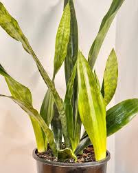 Image result for Sansevieria hyacinthoides