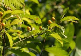 Image result for Hugonia