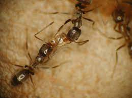 Placement of attractive materials, such as jelly, oils, protein and other materials can attract large numbers of ants so they. Managing Tawny Crazy Ants Guidelines For The Pest Management Professional Alabama Cooperative Extension System