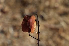 Image result for Combretum collinum