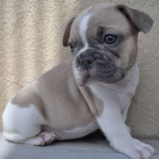 This pup is a descendant of the robust and athletic fighting dogs fawn colors can range from a reddish color through yellow to a pale cream. Pin By Kim Agsten On Cutest Animals Ever Pied French Bulldog French Bulldog Blue Bulldog
