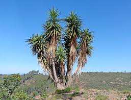 Image result for Yucca gigantea