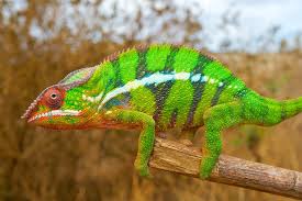 Baby chameleon hatches, changes color | this chameleon is barely hatched from his egg, and he's already changing colors! Chameleons Color Changing Secret Revealed Live Science