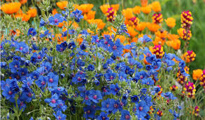 Image result for Anagallis pumila