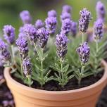 Lavender Propagation Class 2026
