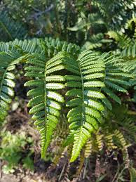 Image result for Pteris atrovirens