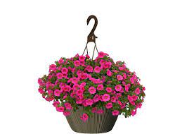 We did not find results for: Annuals The Home Depot Canada