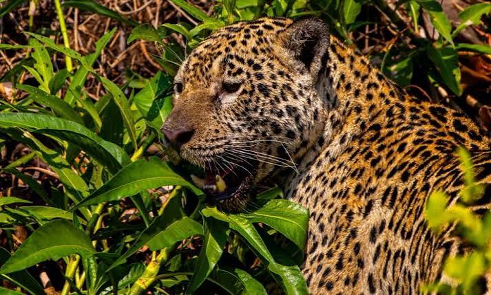 Governo do Estado institui &aacute;rea de interesse p&uacute;blico para ref&uacute;gio da vida silvestre da on&ccedil;a pintada