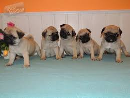 Ibuywesell Kopa Salj Ledig Reklam Gratis Annonsera Annons Webbplatser Forsaljning Pets Pugs Puppies