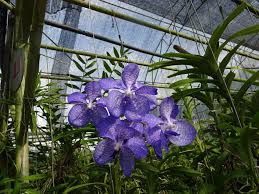 Image result for Vanda coerulea