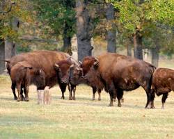Image of Buffalo Herd at Pate Ranch Buffalo Texas