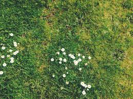 Maybe you would like to learn more about one of these? Free Photo White Flowers On The Grass Flower Fragrance Grass Free Download Jooinn