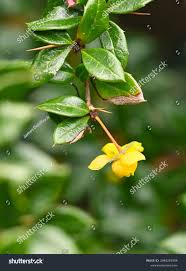 Image result for Berberis verruculosa