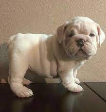 900 Bulldogs Ideas In 2021 Bulldog Puppies Bulldog Puppies