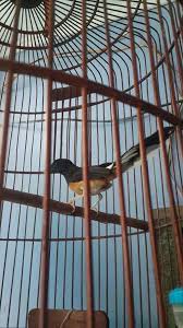 Jenis burung murai batu kalimantan ini juga sering dengan murai plendungan di karenakan gaya khasya ketika berkicau dengan mengembungkan bulu dadanya selain itu murai borneo juga memiliki motif ekor yang berbeda dengan murai batu asal aceh yakni murai borneo pada umumnya memiliki 4 pasang ekor berwarna putih polos. Cara Mudah Membedakan Murai Batu Jantan Dan Betina Binatang Peliharaan