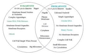 Listen to the audio pronunciation in the cambridge english dictionary. What Are Prokaryotes And Eukaryotes Quora