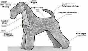 How To Trim A Kerry Blue Dog Salon Dog Grooming Schnauzer