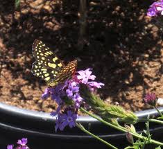 Image result for Nemesia lilacina