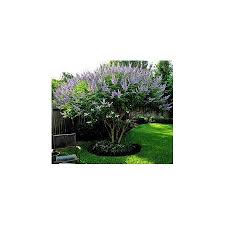 Tree with purple flowers texas. Amazon Com 1 Texas Lilac Vitex Trees Live Plants Quart Containers Purple Blooms 6 12 Inches Tall Crape Myrtle Guy Patio Lawn Garden
