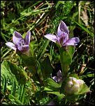 Image result for Swertia pleurogynoides