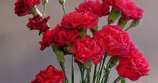 Pin On Flowers Of Love