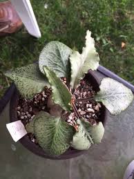 Image result for Euphorbia stenocaulis