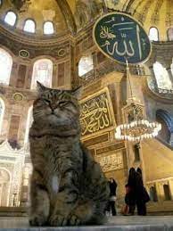 hagia sophia cat gli binatang kucing cantik kucing