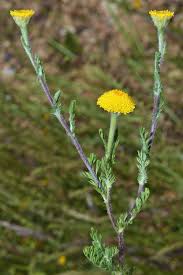 Image result for Monactinocephalus