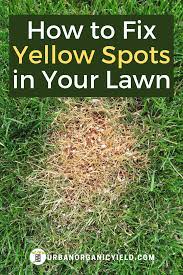 How To Fix Yellow Spots And Patches Grass Patch Fescue Grass Lawn Grass Fertilizer