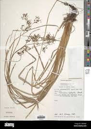 Image result for Fimbristylis aphylla