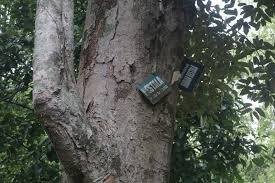 Bibit durian rontok daun sifat alami tanaman akan menggugurkan daunya untuk dapat bertahan di cuaca (suhu) yang panas Umur Pohon Durian I Jalur Lebih Dari 50 Tahun Tergolong Muda Koran Buleleng