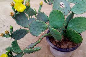 However, a cactus is rarely killed by predators. How Does Cactus Adapt To Desert Arid Environment The Plant Aide