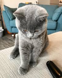 148 Likes 3 Comments Maki My British Blue Maki The Catteh On Instagram The Cutest Little Poser Ca Cats British Shorthair Cats Cute Cats