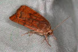 Image result for Noctua interjecta