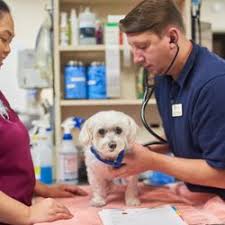 Maybe you would like to learn more about one of these? Best Emergency Pet Hospital Near Me Online Shopping