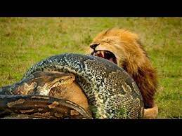 Lion vs snake is a fanfiction author that has written 1 stories for harry potter. Lion Vs Snake Fight To Death Most Amazing Wild Animal Attacks Video Dailymotion