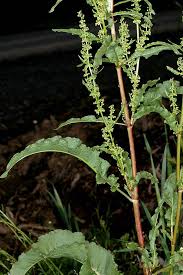 Image result for Rumex crispus
