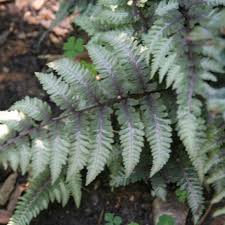 Image result for Athyrium newtonii
