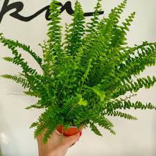 Image result for ledviník