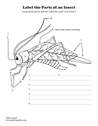 Crickets breathe through a series of holes called spiracles; Label The Parts Of An Insect Grade 3 6