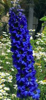 Pacific Giant Black Knight Delphinium Delphinium Plant Decor Outdoor Gardens