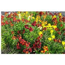 Der goldlack ist eine lang blühende und wohl duftende blütenstaude, die bereits im zeitigen frühjahr als nachfolgerin der früh blühenden zwiebelpflanzen das blumenbeet bereichert. Reinsaat Erysimum Cheiri Goldlack