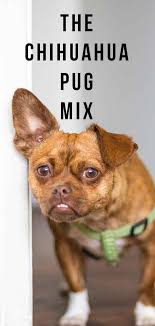 Check spelling or type a new query. Chug Is The Chihuahua Pug Mix A Great Family Dog