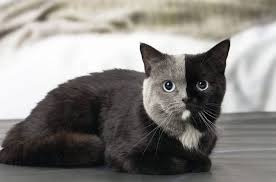 Berikut ini adalah nama nama kucing islami yang bagus, lucu, dan dapat diberikan untuk kucing betina ataupun kucing jantan. 100 Nama Kucing Jantan Betina Lucu Bagus Anti Mainstream
