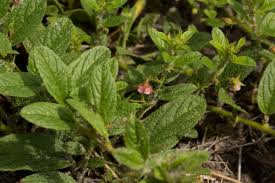 Image result for Hermannia eenii