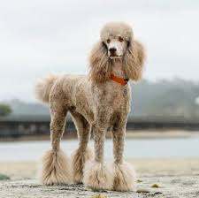 Search for poodle rescue dogs for adoption near westminster, colorado. Poodle Standard Puppies For Sale Adoptapet Com