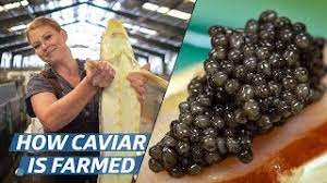 Adds flair and appeal to entrees and appetizers; How Russian Sturgeon Caviar Is Farmed And Processed How To Make It Youtube