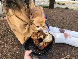 Second chance pet adoption league. Totally Honest Adoption Ad For A Demonic Chihuahua Who Hates Kids Men And Pets Goes Viral My Droll